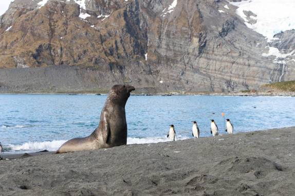 Filhotes de elefantes-marinhos brincam na praia de Gold Harbour, na Geórgia do Sul Gold Harbour, na Geórgia do Sul (foto de Mitch Jasechko)
